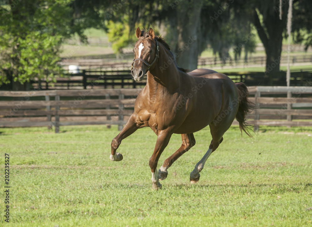 Thoroughbred horse stallion gallops toward Thoroughbred horse stallion gallops toward