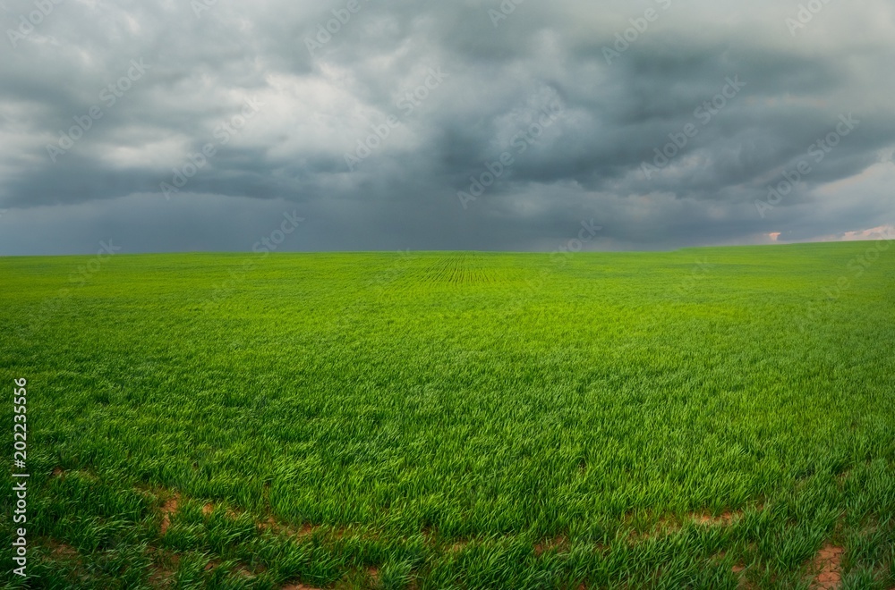 field with a bright green grass under the sky with large dark storm clouds in a wide format