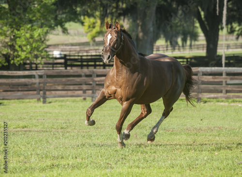 Thoroughbred horse stallion gallops toward