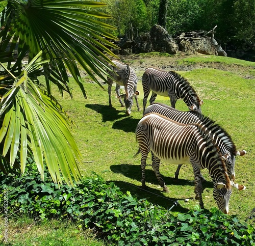 groupe de z  bres dans son enclos au zoo de beauval