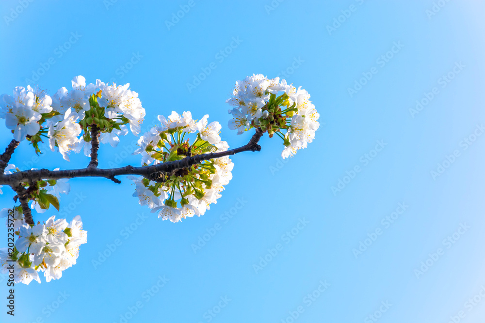 Spring color on trees