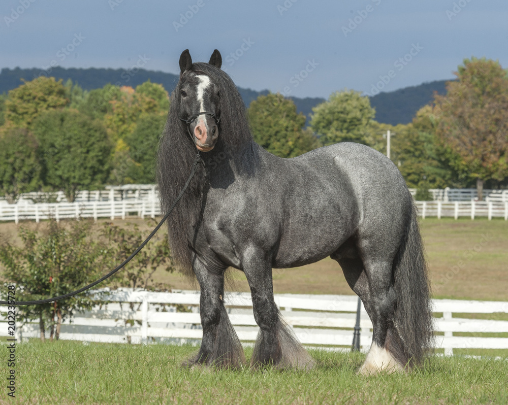 gypsy vanner horses