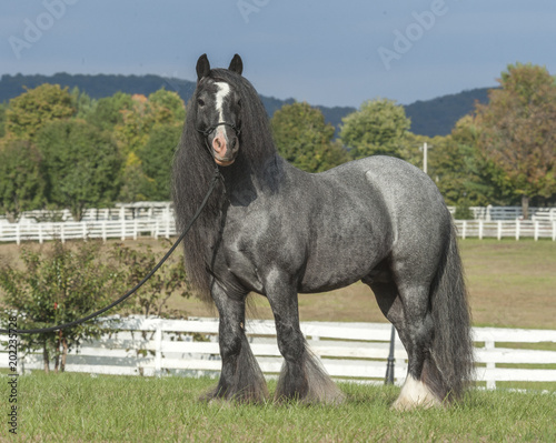 Gypsy Vanner Horse blue roan stallion