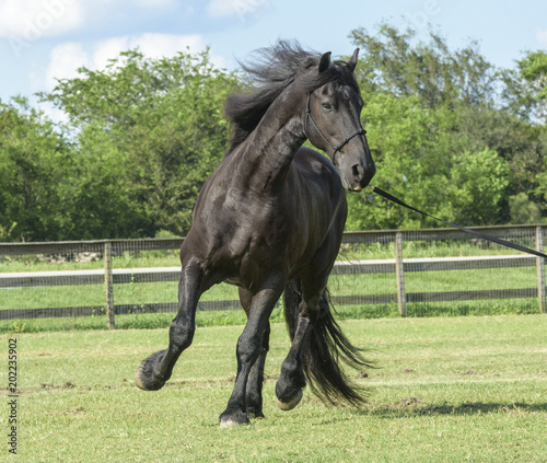 Friesian Horse gelding