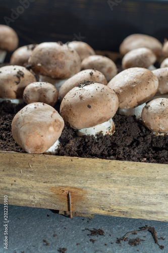 Cultivation of brown champignons mushrooms, grow in underground nature caves in France, ready for harvest