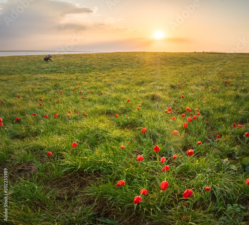 landscape field with green grass and red tulips at sunset of the sun in square format