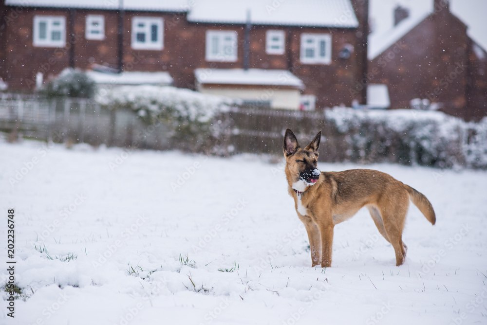 Dog exploring the winter wonderland and playing in the cold Dog exploring the winter wonderland and playing in the cold