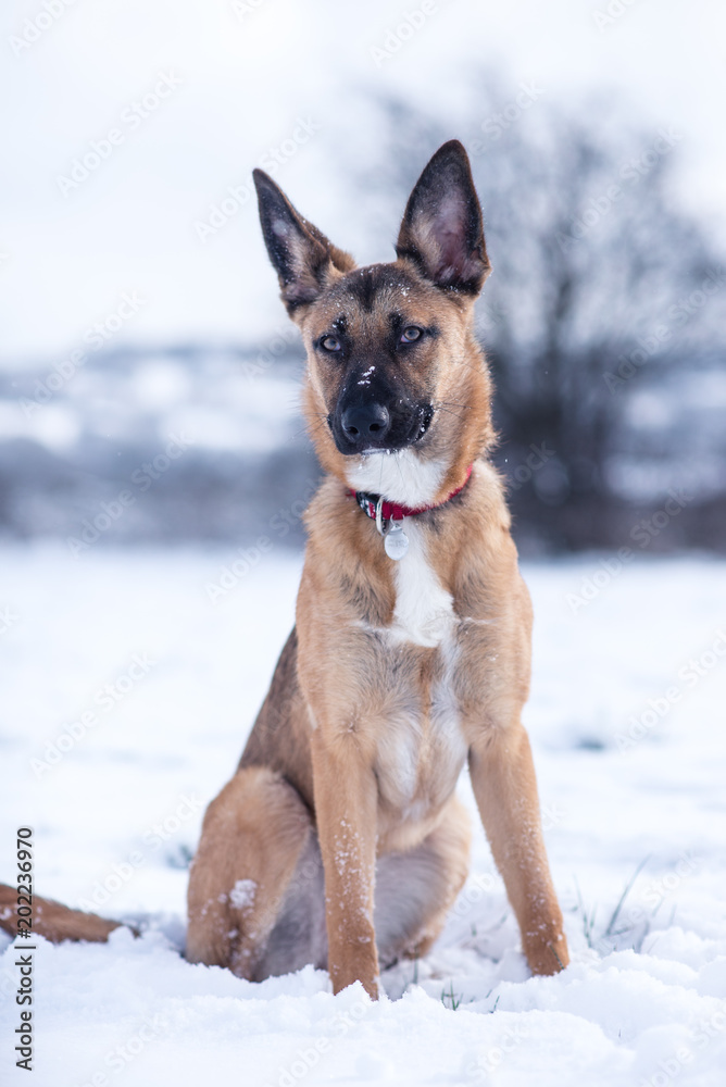 Dog exploring the winter wonderland and playing in the cold Dog exploring the winter wonderland and playing in the cold