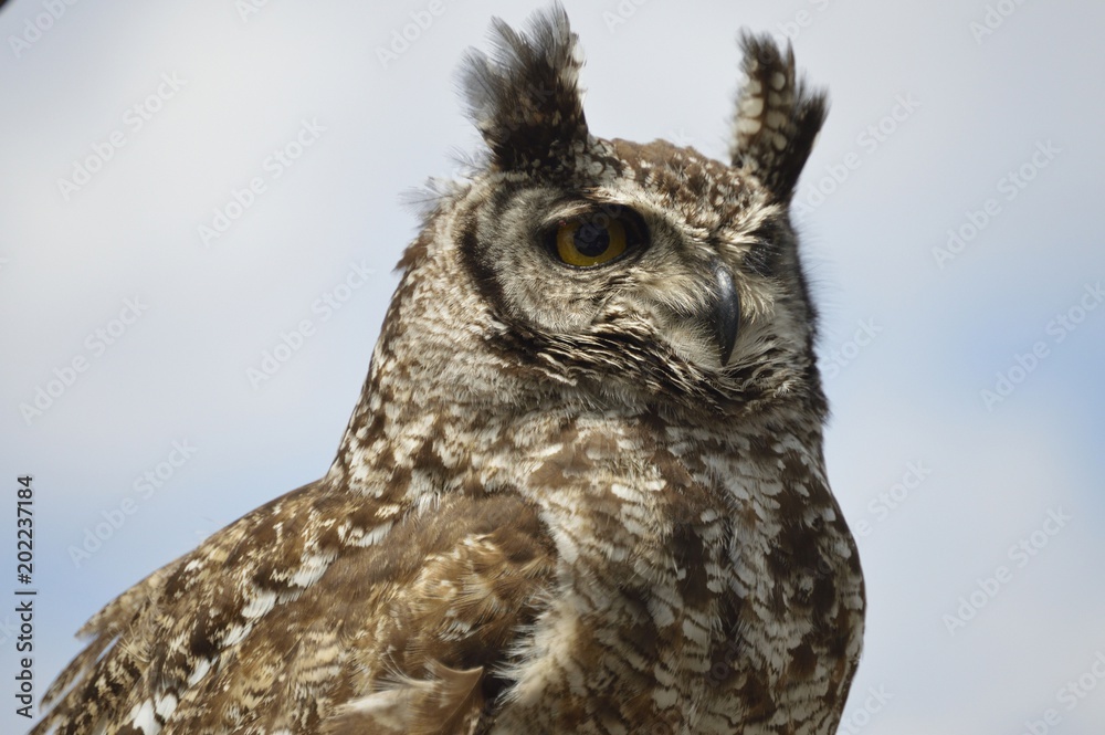 Eagle Owl Eagle Owl