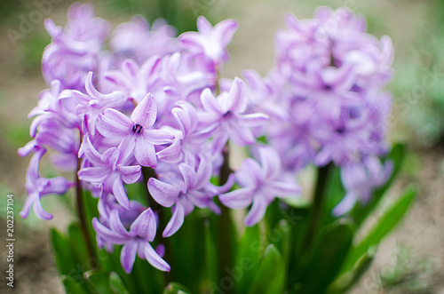 Beautiful spring flowers have a pleasant smell hyacinths