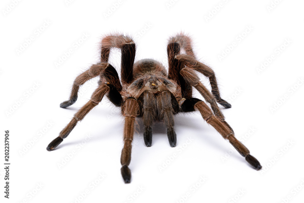Tarantula (1) Tarantula (1)