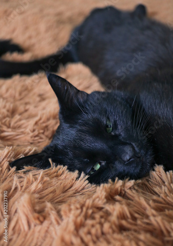 The black cat lies, stretched out on a fluffy brown plaid. Concept of rest, relaxation. Weekend.