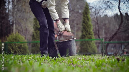 Gardener planting branch of currants