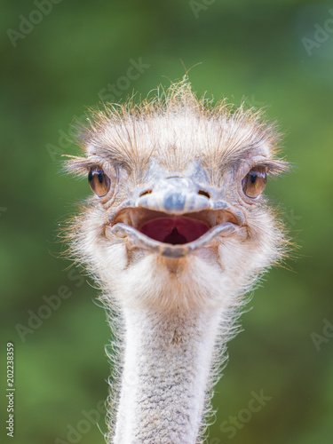 Ostrich in south africa