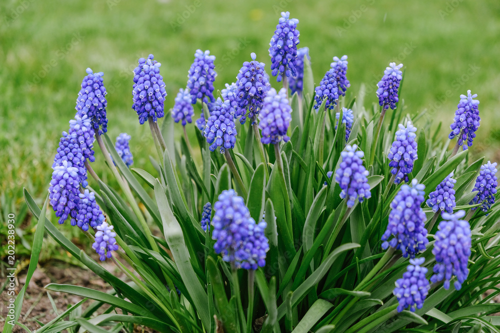 Fototapeta premium flowering blue flowers of a mouse hyacinth in the spring.