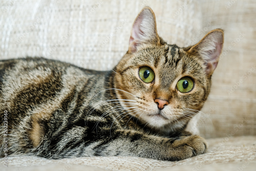 domestic cat lies on sofa and stares at camera domestic cat lies on sofa and stares at camera