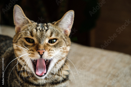 Close-up domestic cat lies on sofa and yawns at camera © gesrey