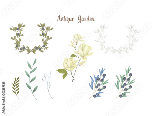 Olive digital clip art magnolia flor watercolor drawing flowers illustration similar on white background