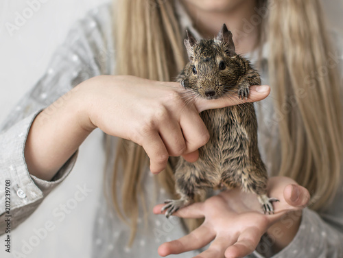 Young girl teenager playing with small animal common degu squirrel. Close-up portrait of the cute pet standing on kid's palm photo