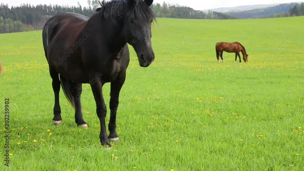 Horses eat spring grass in a field, Czech republic Horses eat spring grass in a field, Czech republic