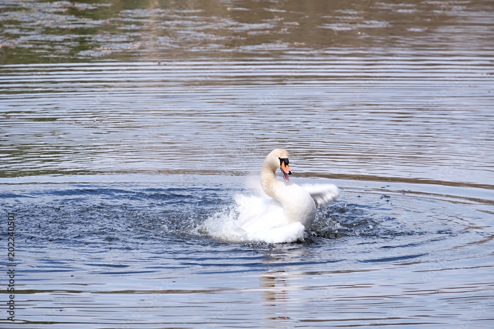 Fototapeta premium swan on the lake, cleansing