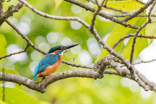 kingfisher © Anson
