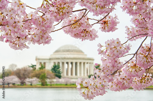 Cherry Blossoms in Washington DC photo