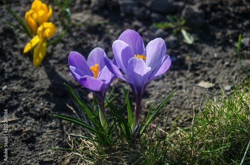 Plain purple crocus in early spring sunlight