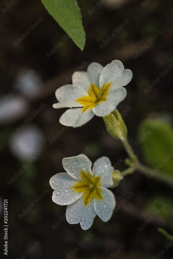 primroses, white, fowers, dark blurred background, closeup primroses, white, fowers, dark blurred background, closeup