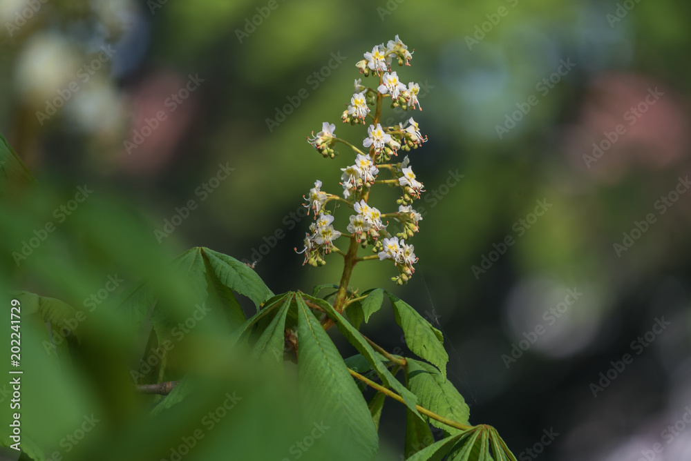 white chestnut flowers, green blurred background, spring, closeup white chestnut flowers, green blurred background, spring, closeup