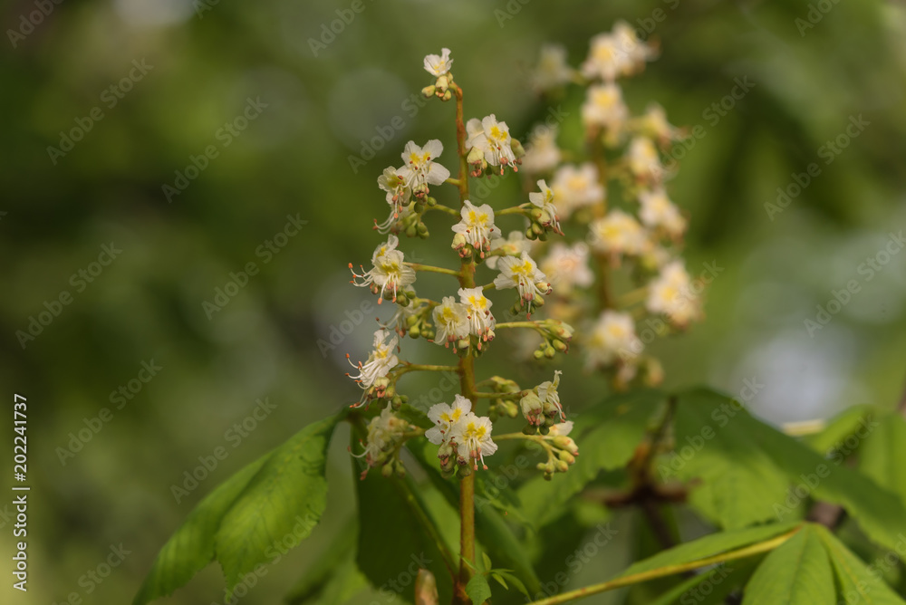 white chestnut flowers, green blurred background, spring, closeup