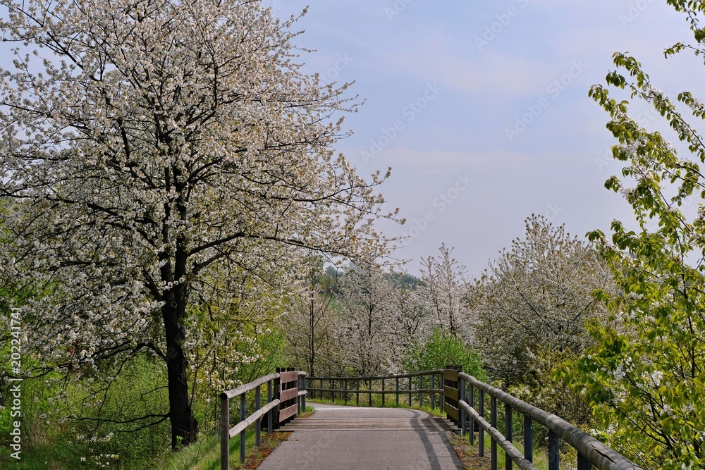 cycle road with flowering trees