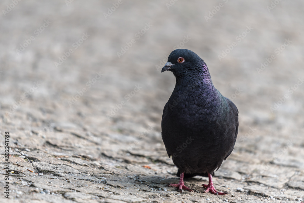 single, city pigeon, gray blurred background, gołąb miejski, czarny ptak, kostka brukowa, rozmyte szare tło single, city pigeon, gray blurred background, gołąb miejski, czarny ptak, kostka brukowa, rozmyte szare tło