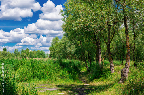Summer landscape green trees and blue sky with fluffy clouds  meadow in summer