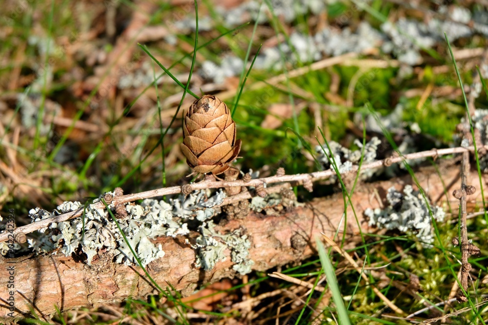 small pine cone on a twig, beautiful background