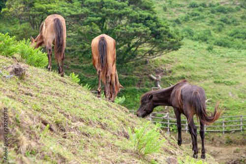 Wallpaper Mural 都井岬の野生馬5 Torontodigital.ca
