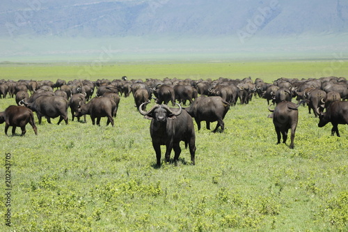 bufalo