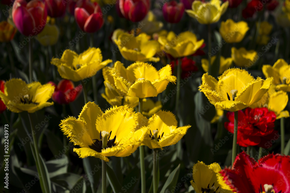 Beautiful red and yellow tulips bloom in the garden. Bright spring flowers blossom in spring, concept, background