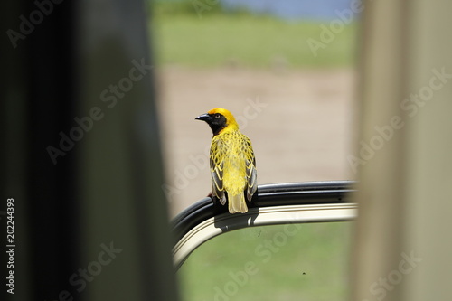 Uccello nella savana