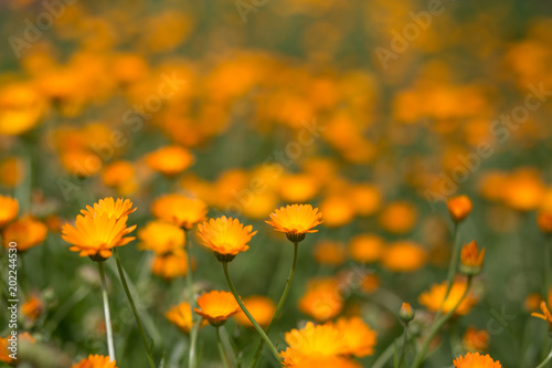 Colorful flowers landscape © olyapon