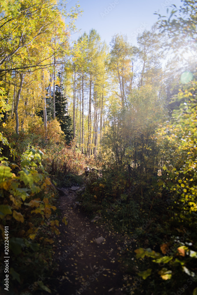 A mountains pathway near Vail, Colorado during Autumn. 
