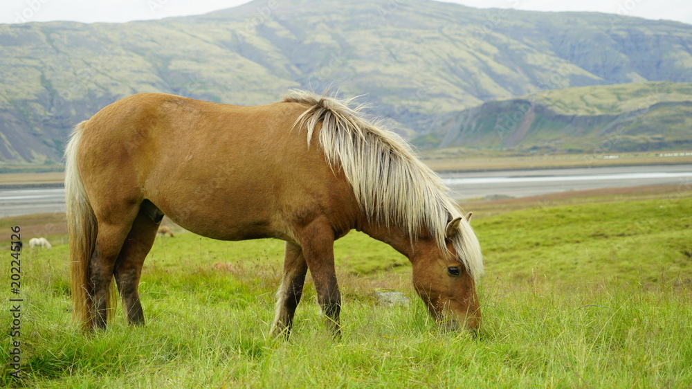 Horse In Iceland Horse In Iceland
