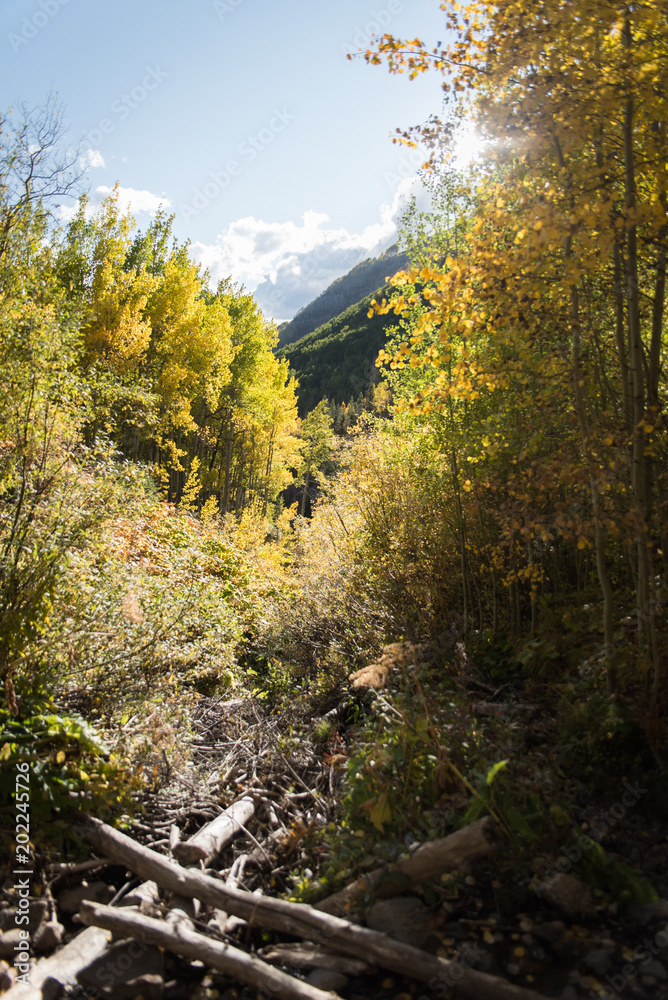 Landscape view of mountains behind autumn trees in Vail, Colorado. Landscape view of mountains behind autumn trees in Vail, Colorado.