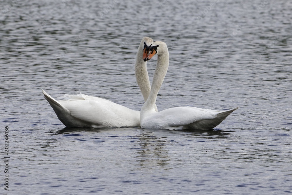 Pair of mute swans (Cygnus olor)