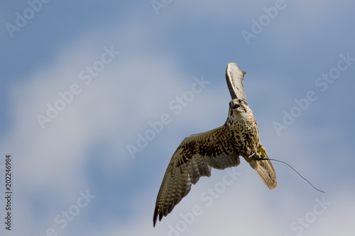 Saker falcon bird of prey on display turning in flight
