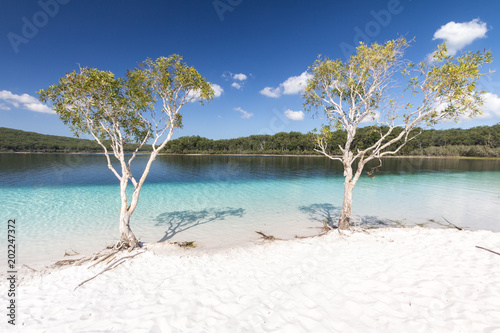 Fototapeta Naklejka Na Ścianę i Meble -  Mckenzie Lake, Fraser Island