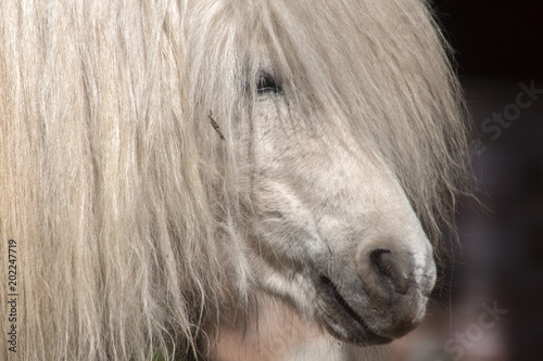 A close portrait of a white pony.