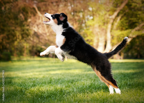 Happy Aussie dog runs and jump on meadow with green grass in summer or spring. Beautiful Australian shepherd puppy 3 months old running at field. Cute dog enjoy playing at park outdoors.