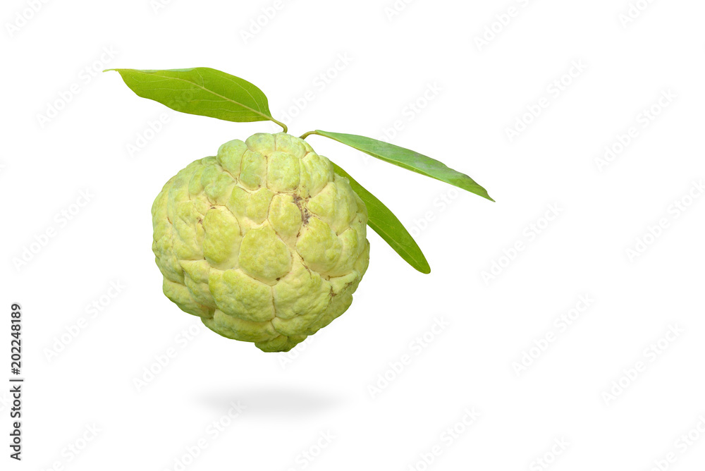 Custard apple fruit isolated on white background. Custard apple fruit isolated on white background.