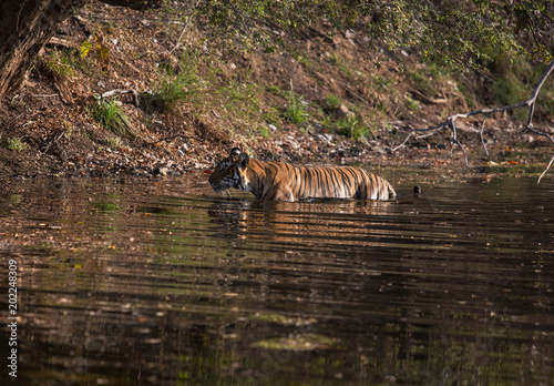 tiger at the Ranthambore National Park. India.  © Daria